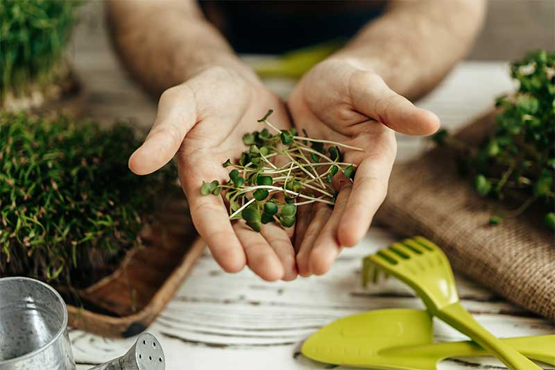 The Essentials for Growing Microgreens at Home