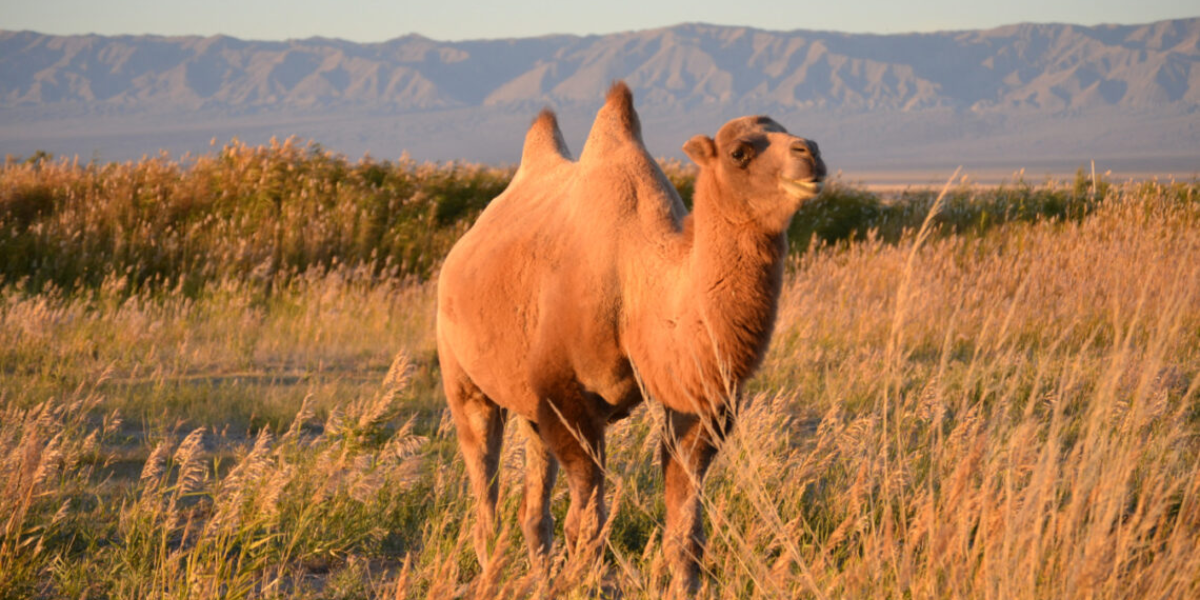 interesting animals in mongolia