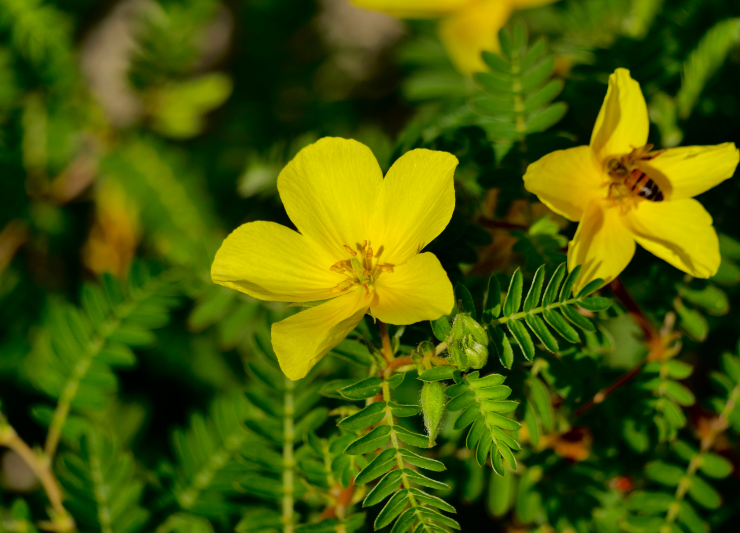 Tribulus Terrestris increase testosterone