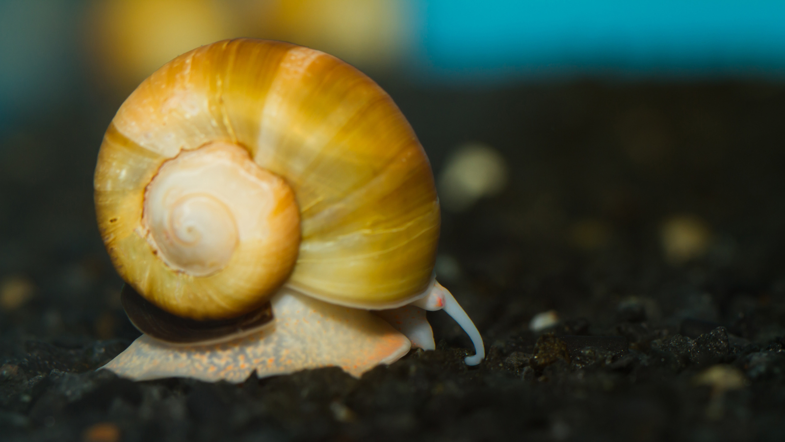 The correct water conditions is vital for aquarium snails to develop their shells correctly.