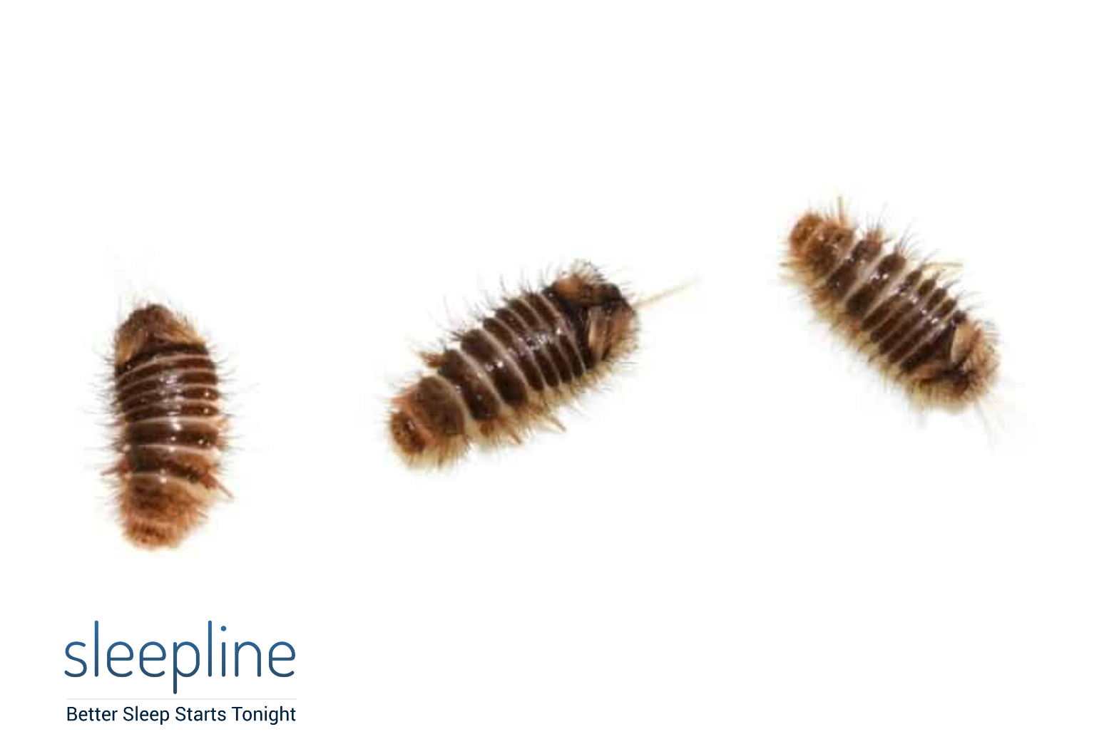 Adult carpet beetles