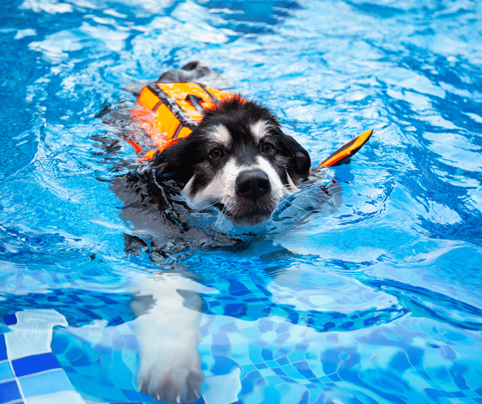 dog how to swim, swimming lessons, dog swimming