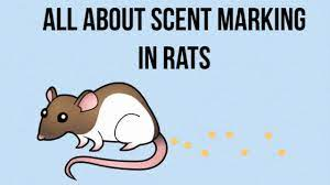 All About Scent Marking In Rats - YouTube