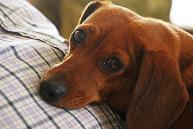 How To Clean Dog Ears: At Home Edition