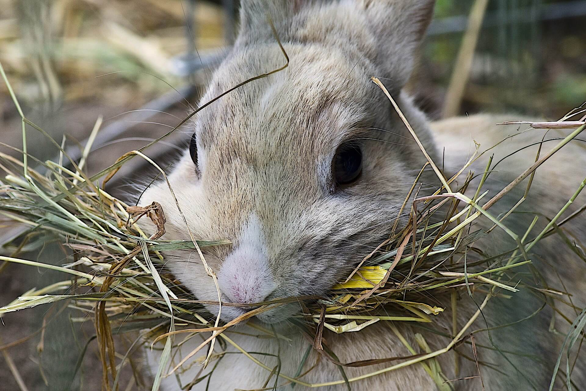 domestic animals, recovered rabbits, rabbit diseases