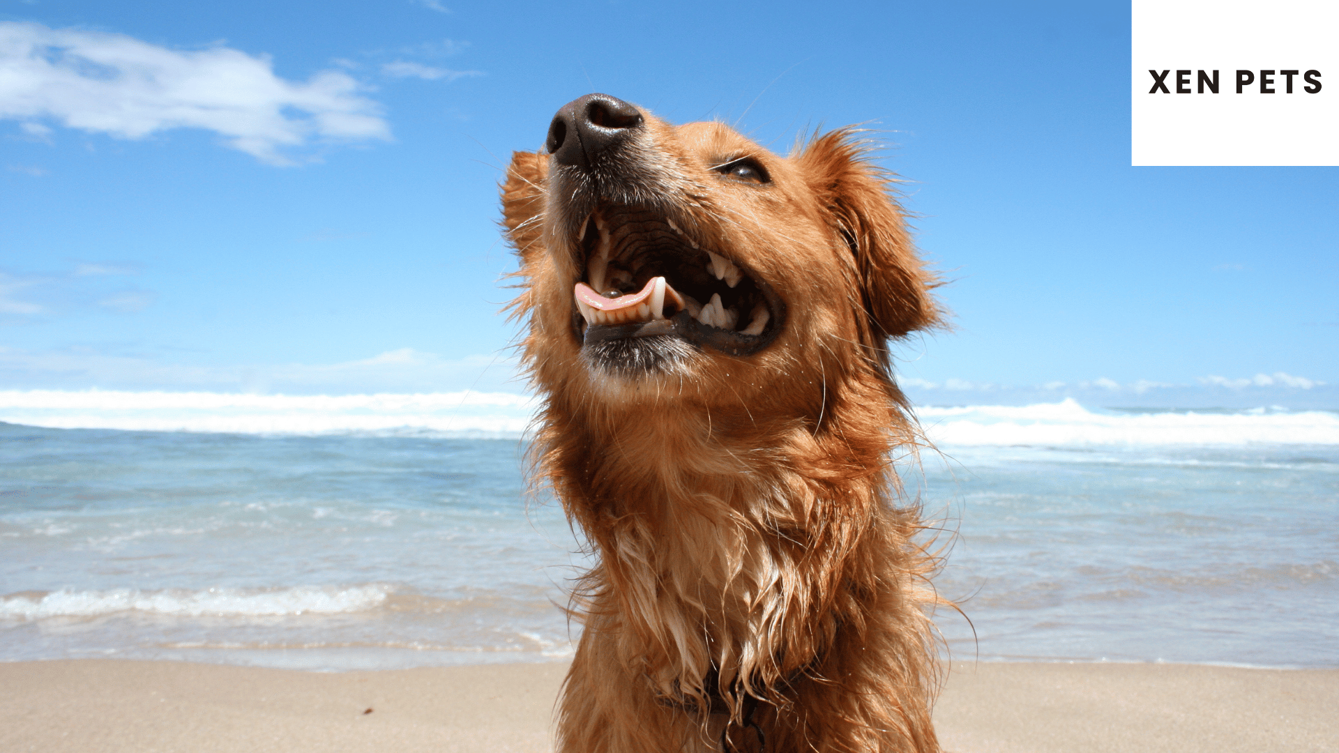 chamomile tea can relieve your dog's anxiety