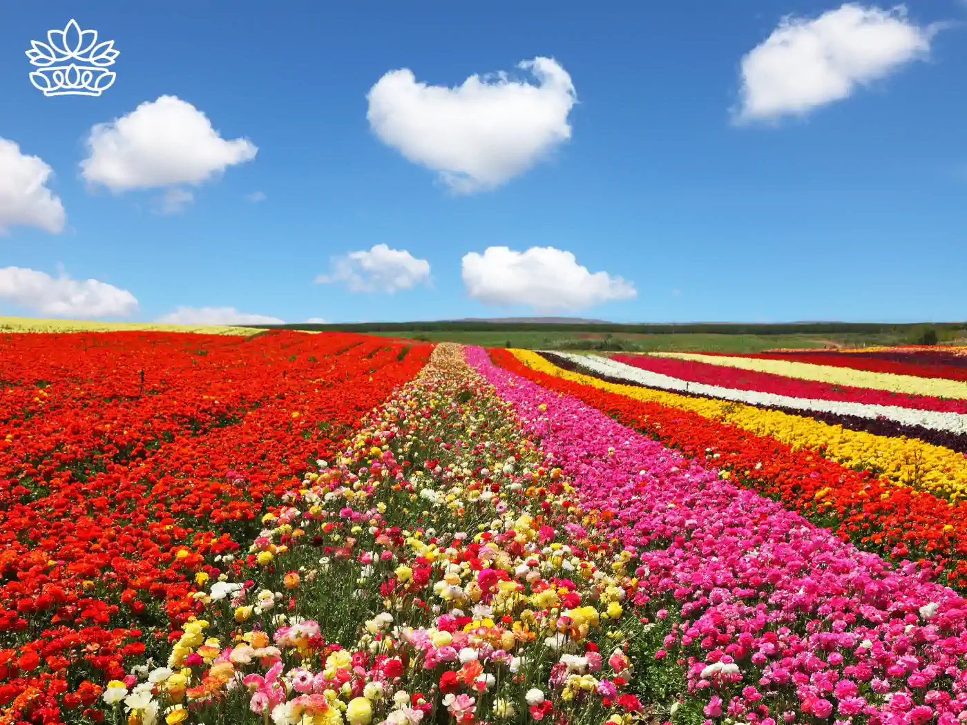 Stunningly vibrant rows of red, yellow, and pink flowers create a vivid tapestry against a blue sky with fluffy white clouds, celebrating the rich diversity of floral beauty. Fabulous Flowers and Gifts: Flower Arrangements Under R500, Delivered with Heart.