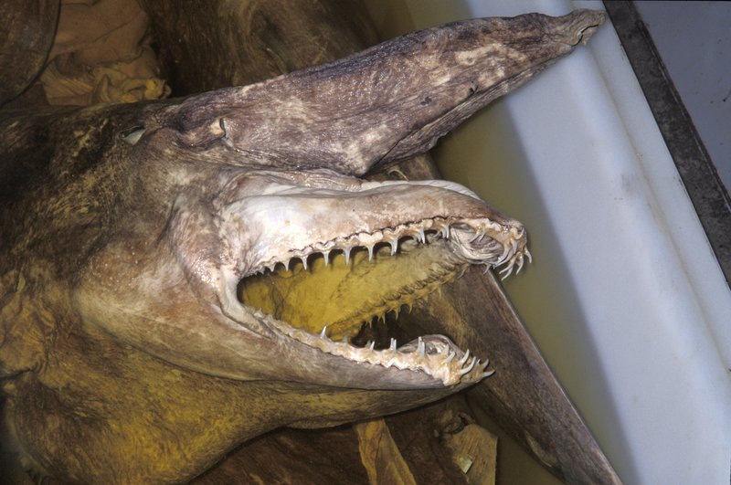 animals that start with G, goblin shark 