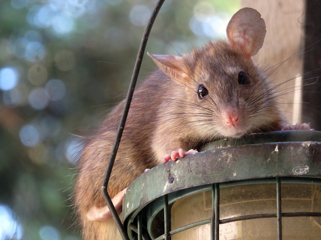 Rodents are agile and find surprising ways to enter a home