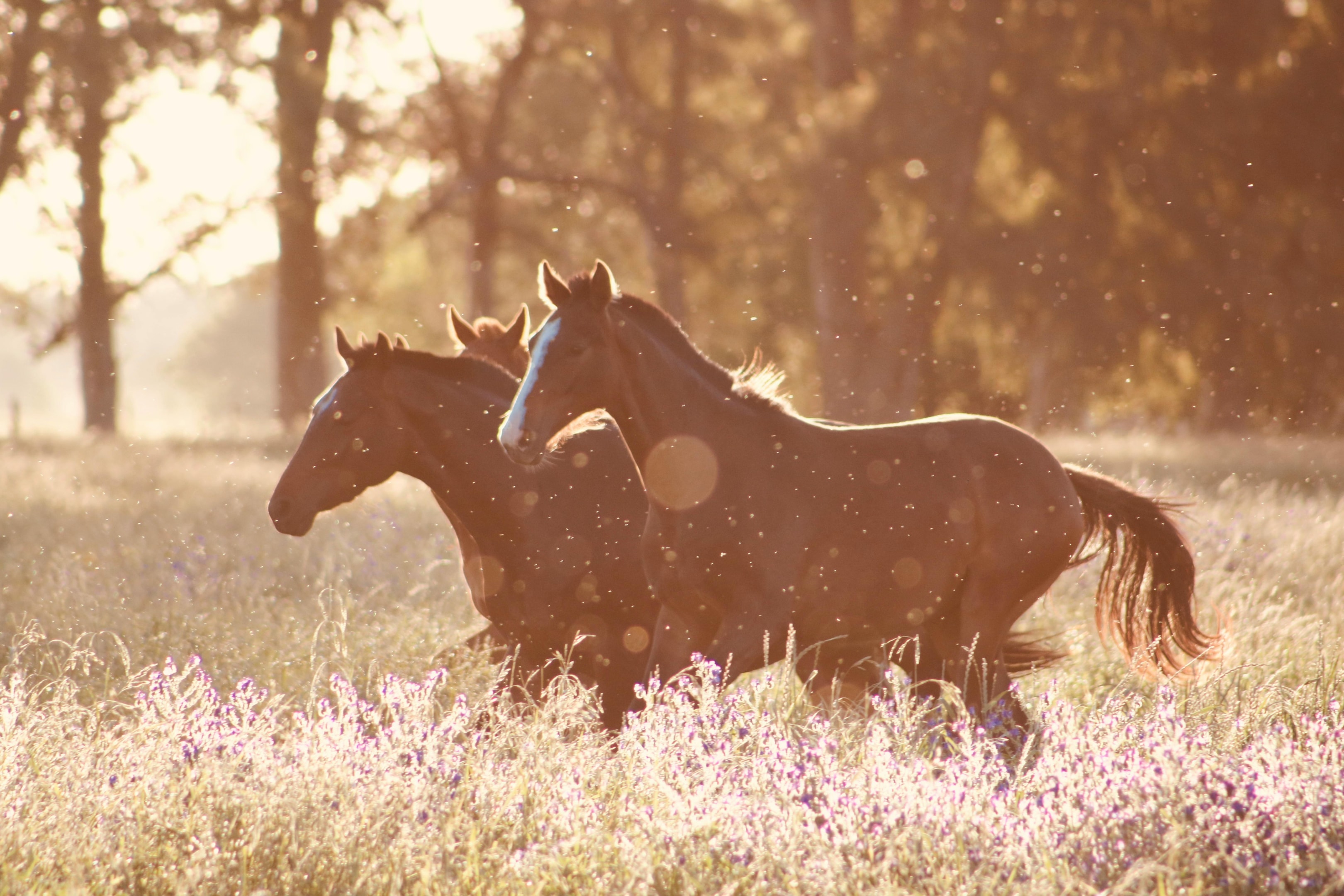Horses in the morning light.