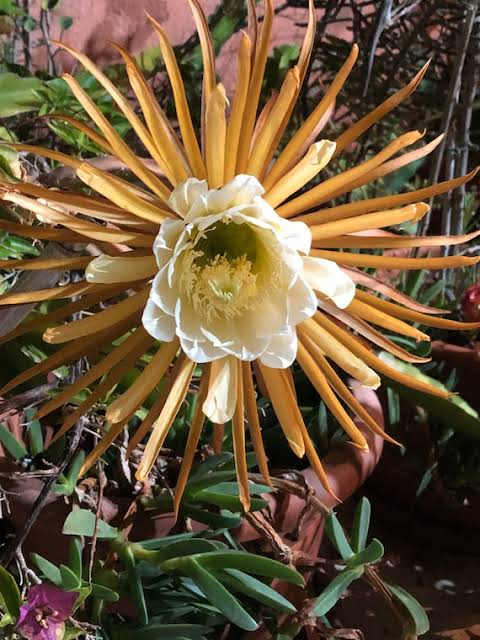 cacti, single plant