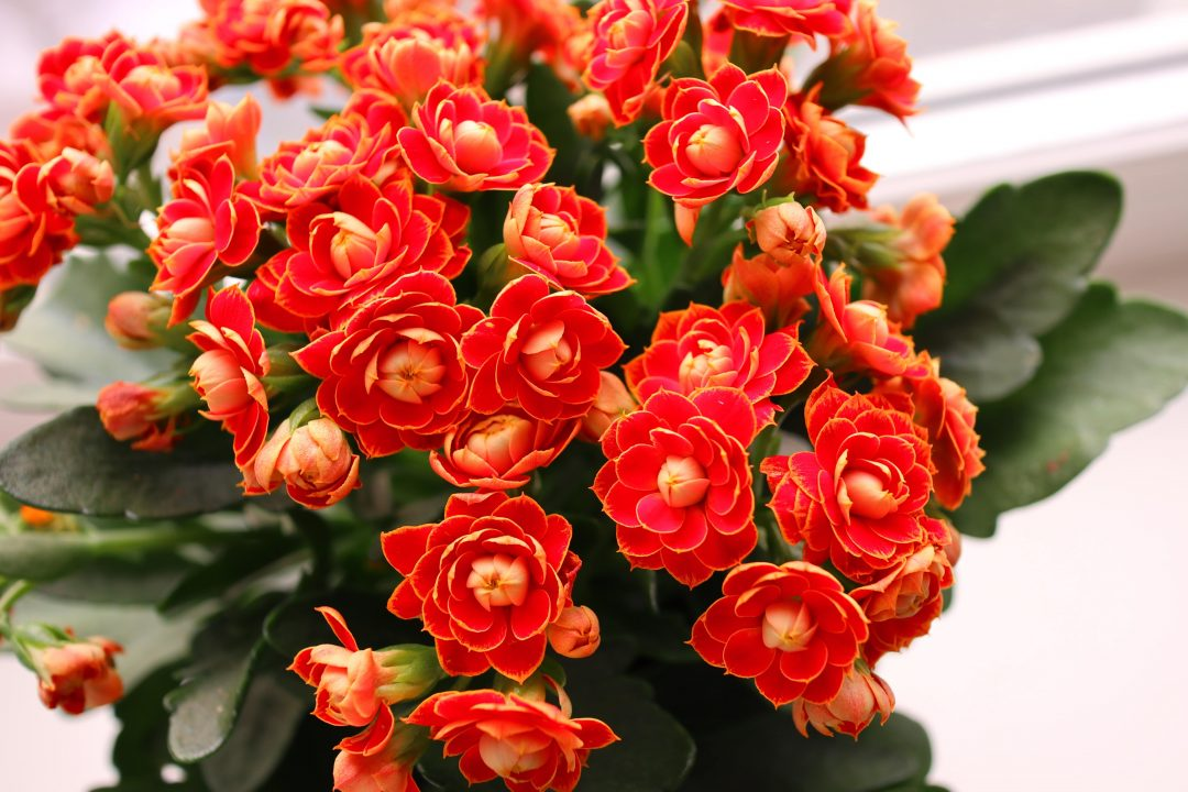 Kalanchoe blossfeldiana, small houseplants