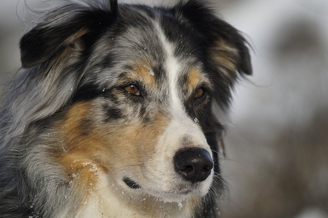 australian shepherd, dog, domestic animal, do australian shepherds shed, dog hair, dog fur, double coat, dog's coat, dog breed