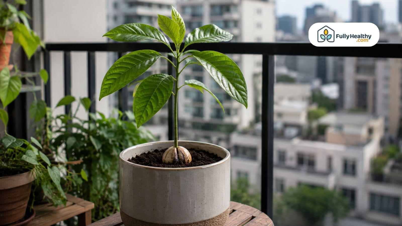 Healthy avocado plant growing indoors near balcony with bright indirect sunlight