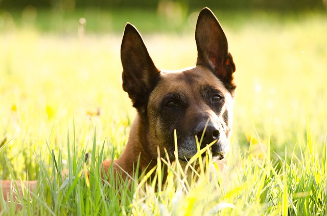 malinois, belgian shepherd dog, portrait