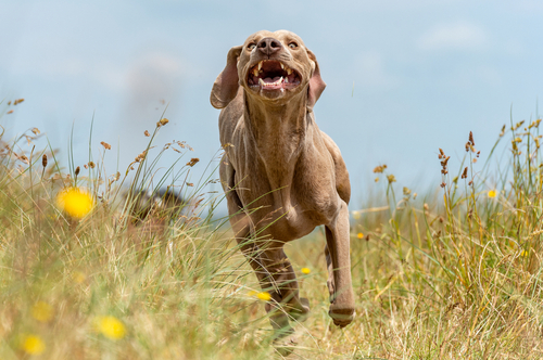 A Weimaraner running in a grass field
