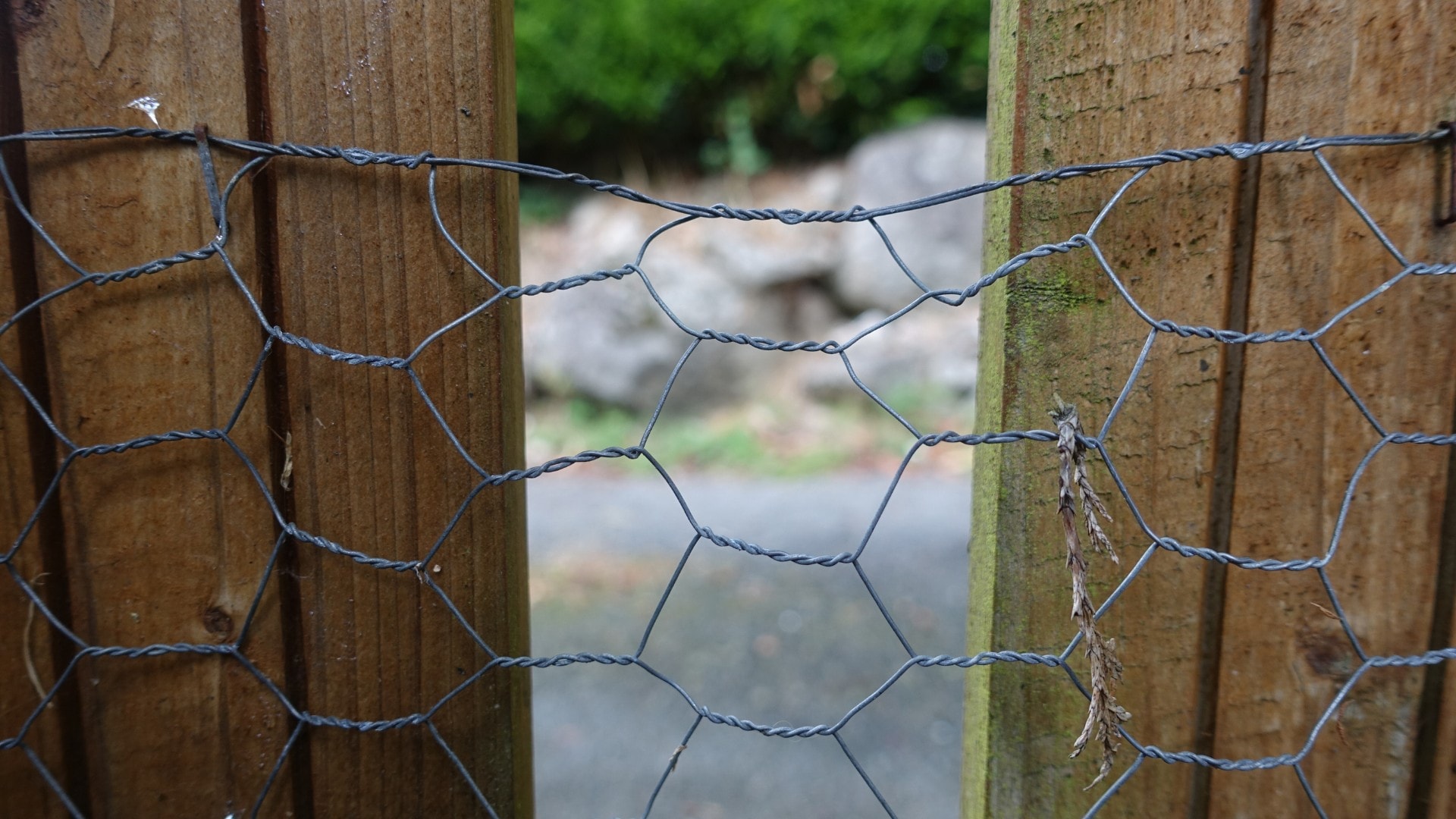 Chicken wire to seal off skunk entry points.