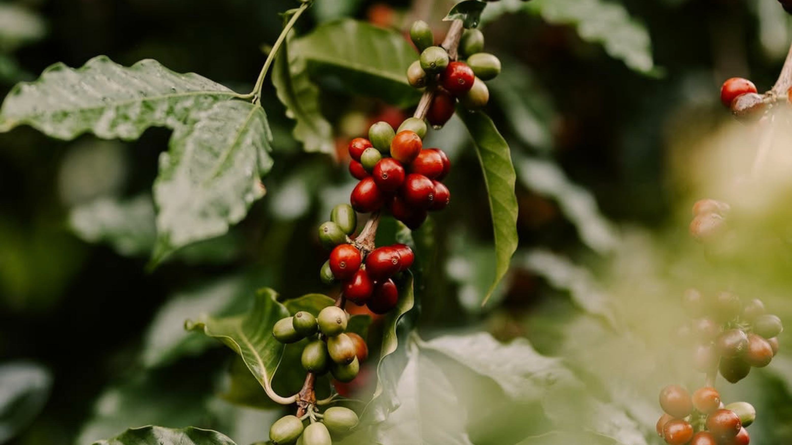 Ripe coffee cherries growing on a Kona coffee tree