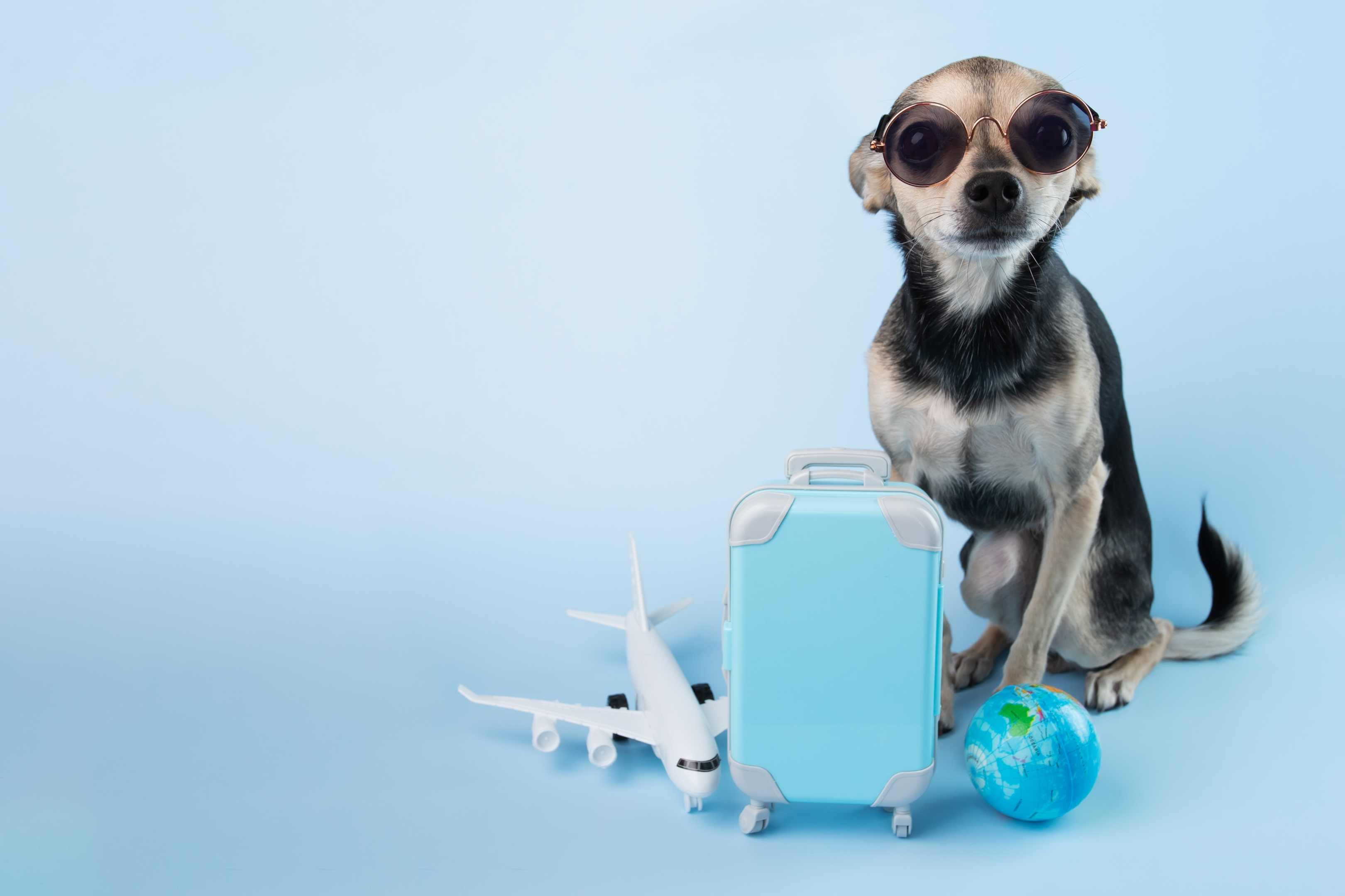 General Requirement for International Pet Travel
