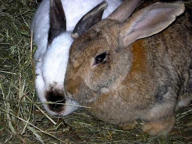 rabbits, animals, nature,rabbit eat, pet eats