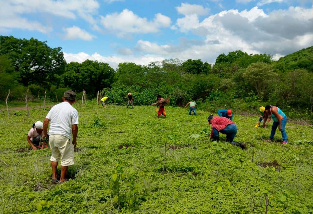 Palo Santo Reforestation day