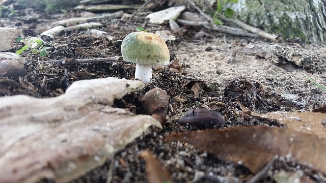 mushroom, forest, rocks