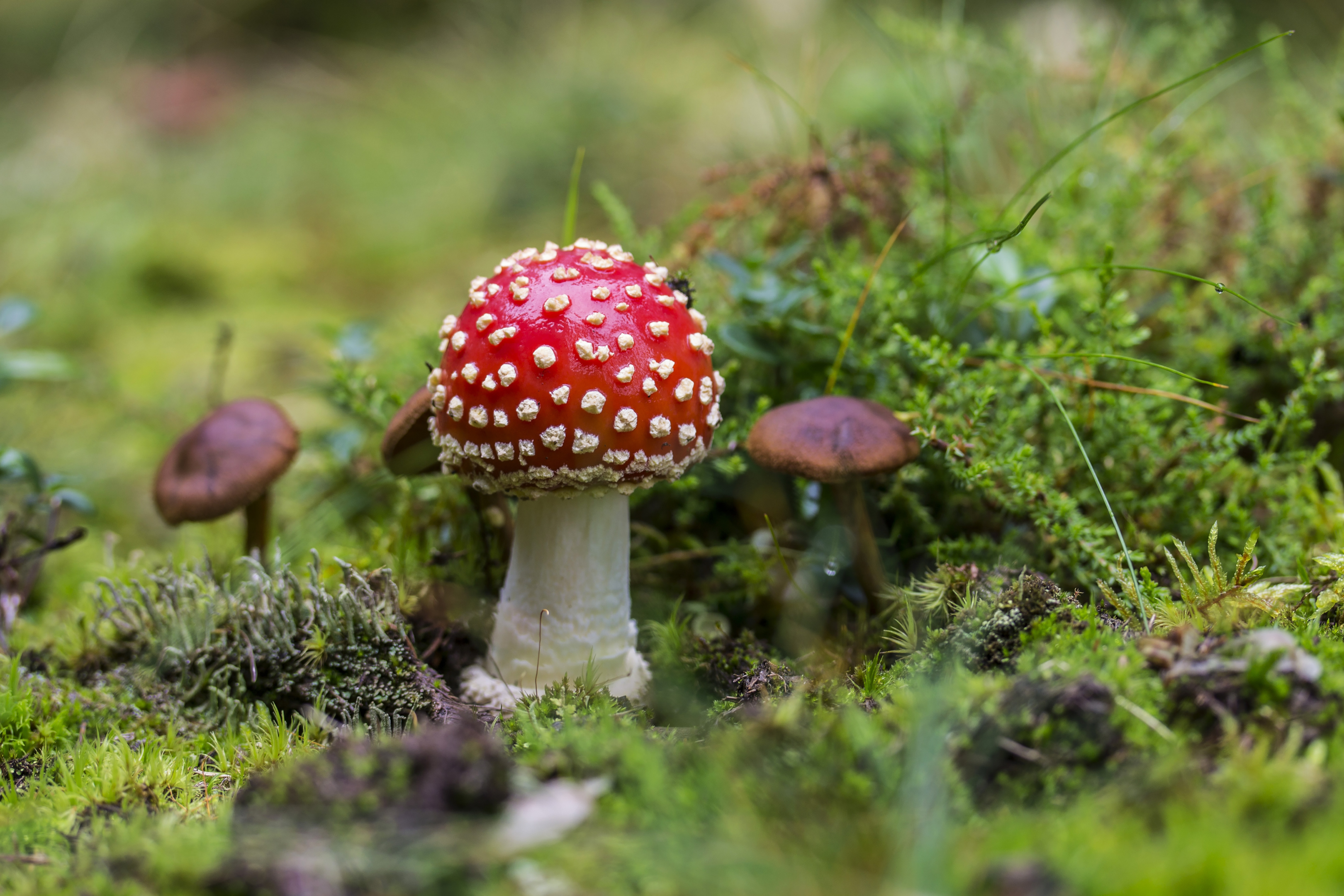 mushroom aesthetic and mushroom aesthetics magic mushroom fairyland and nature