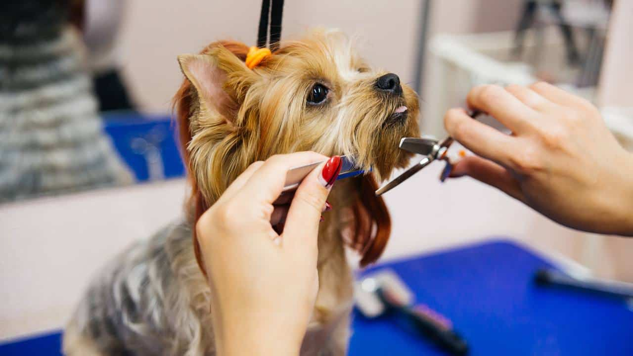 york, dog, yorkie, fashionable pet, yorkie, professional grooming, yorkshire terriers shed