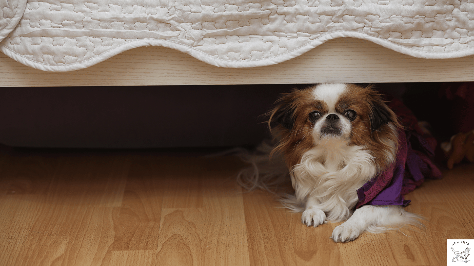 dog hiding under the bed