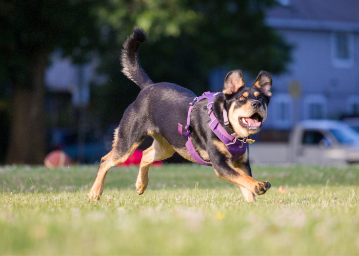 Rottweiler mix