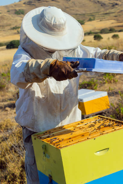 How to raise bees for food security