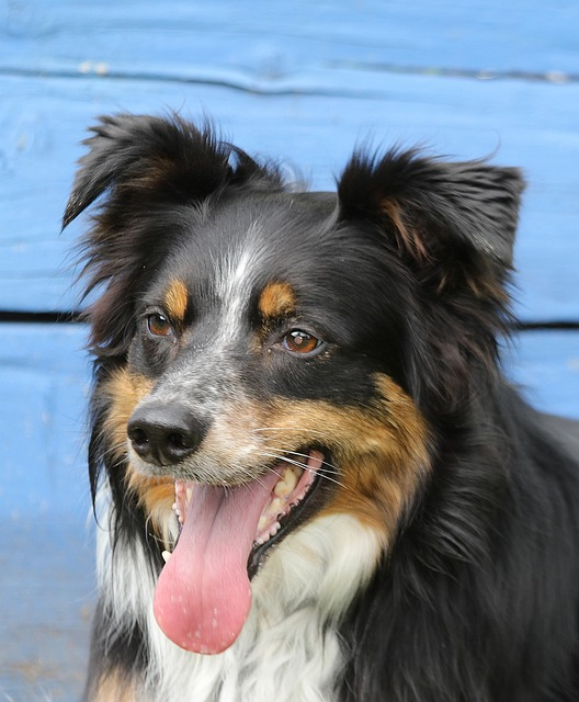 dog, canine, mammal