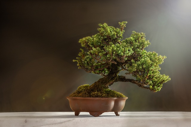 bonsai tree , plant, pot, fastest growing indoor bonsai