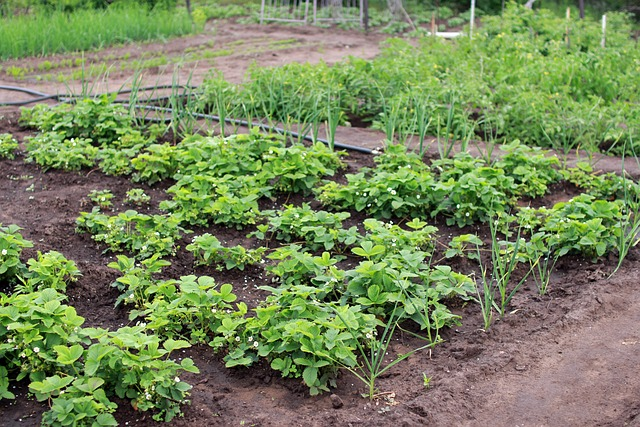 country house, vegetable garden, harvest