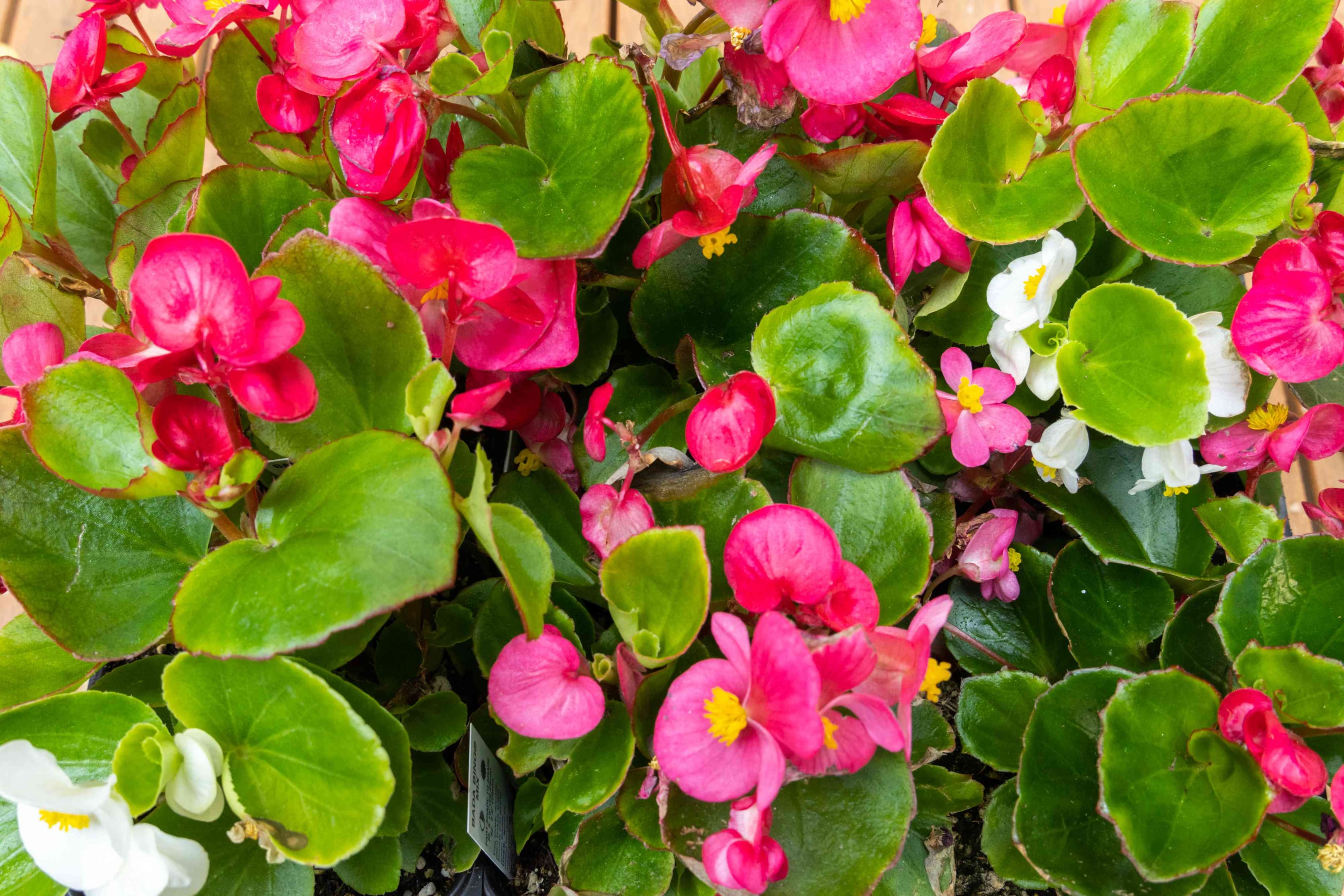 Begonia (Begonia spp.)