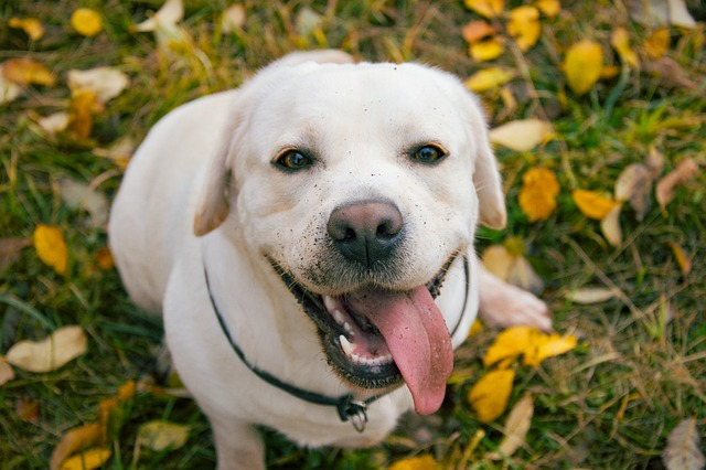 are cashews safe for a dog to eat