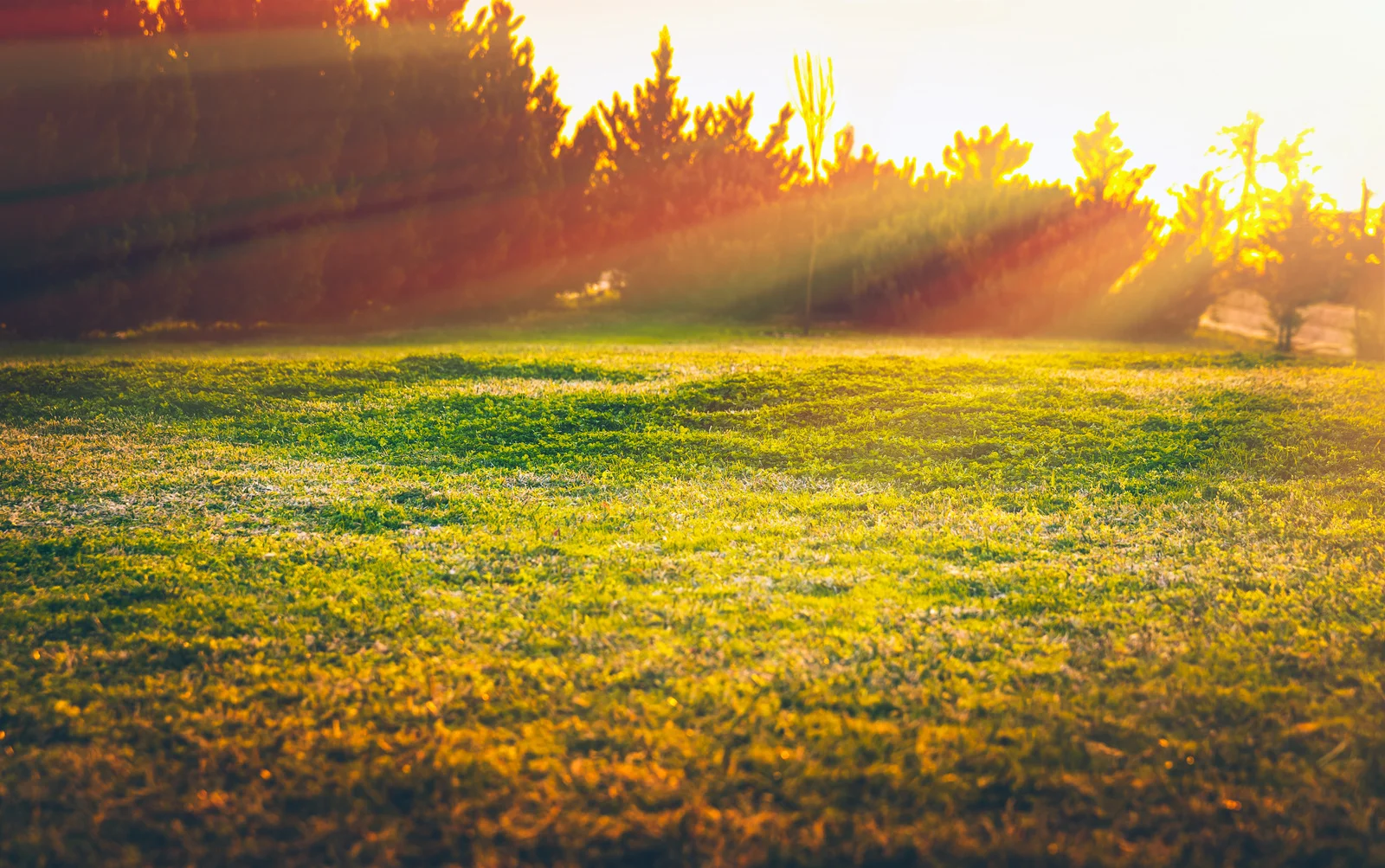 Warm season grasses