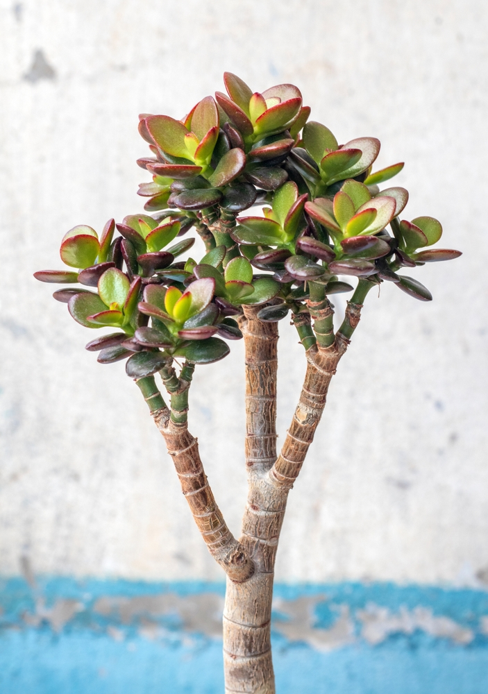 leggy jade plant