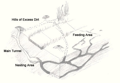 An illustration of a mole's tunnel system.