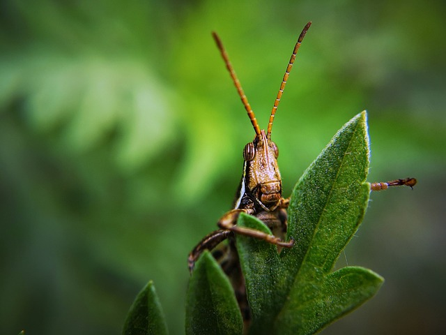insect, grasshopper, bug