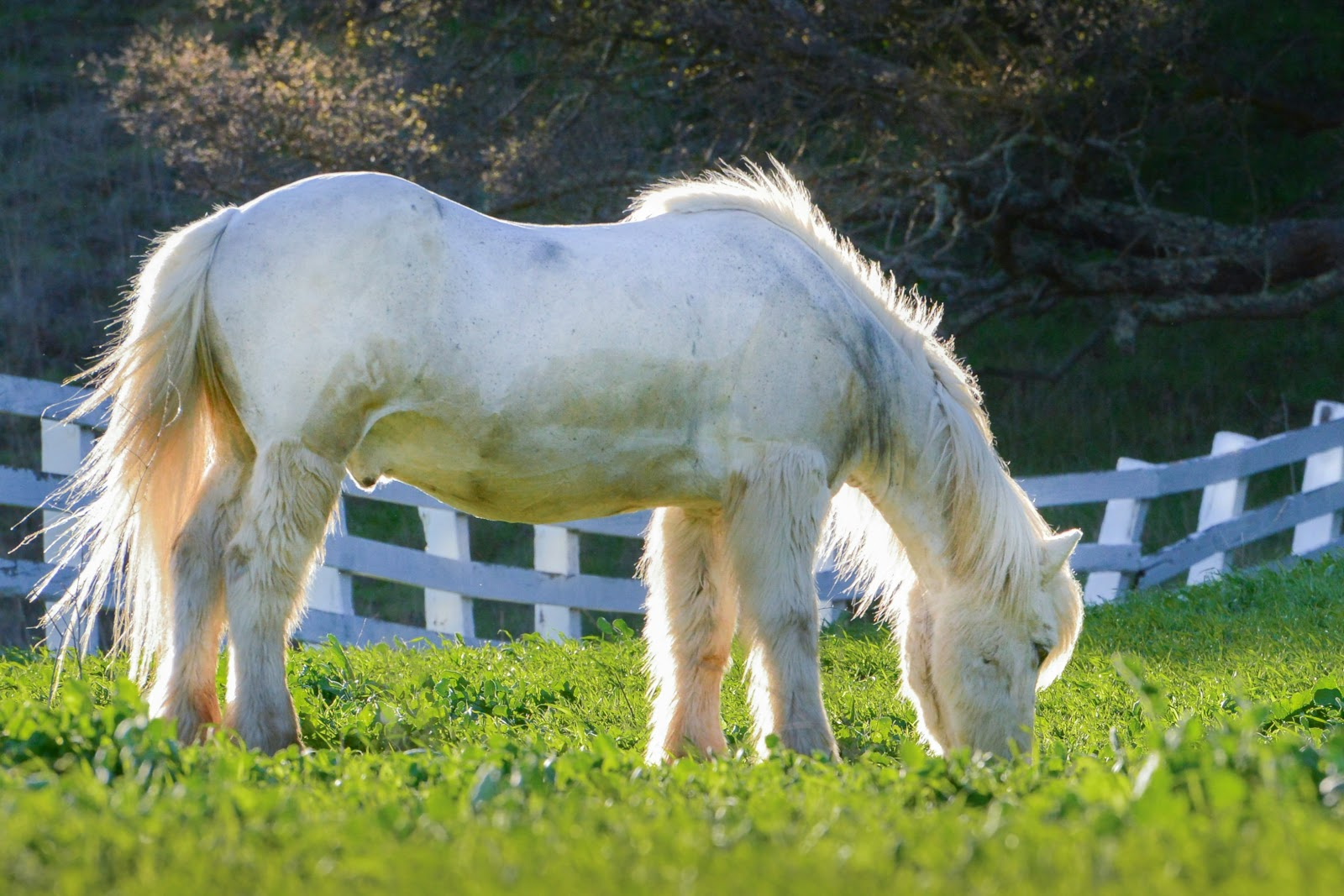 Pony grazing in a paddock