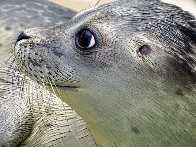 seal, robbe, mammal