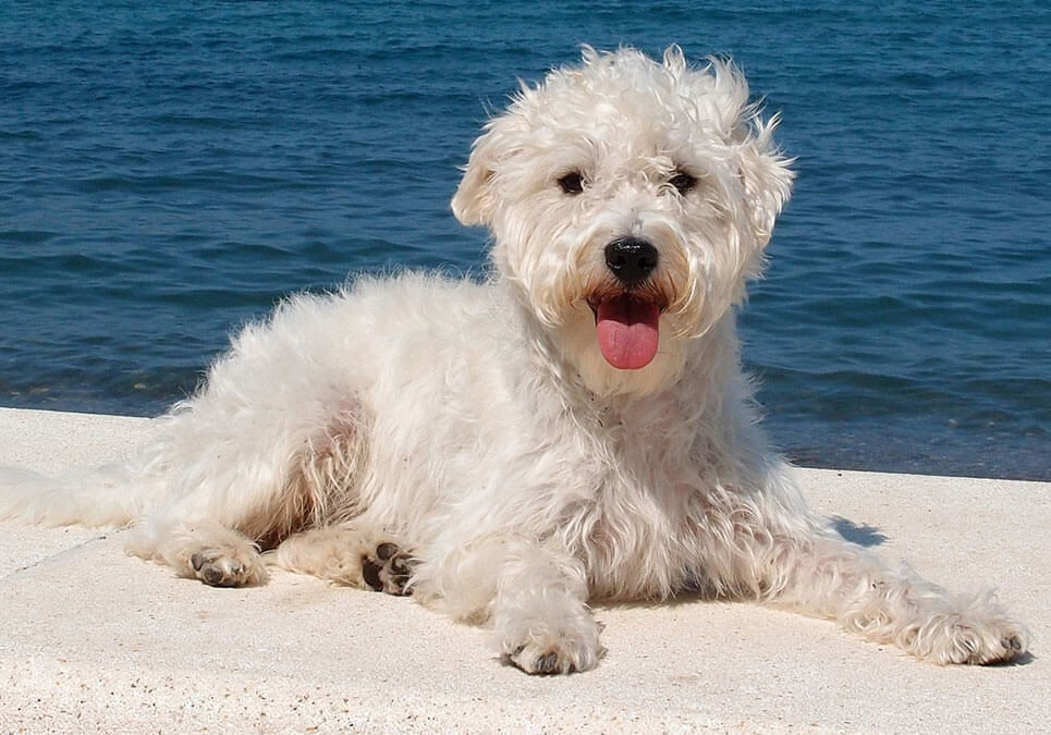 poodle mix, dog