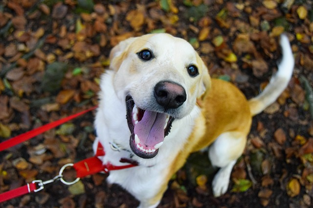 autumn, dog autumn, nature