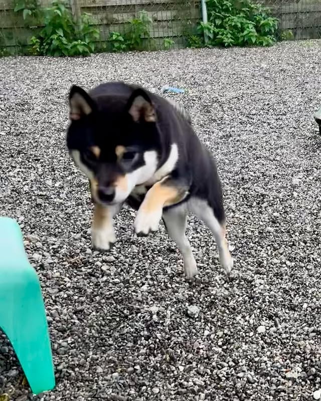 shiba inus love to exercise and play. 