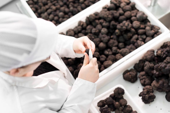 Chef cleaning fresh truffles black truffles for cooking