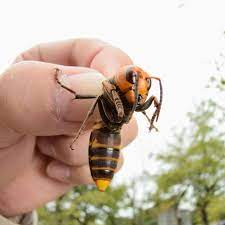 Murder hornets: The Asian giant hornet has arrived