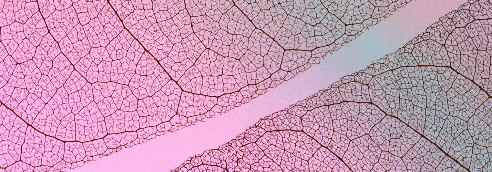 Two rosy leaves overlap; vein clarity mimics answer engine optimization, structuring content so precise answers surface fast.