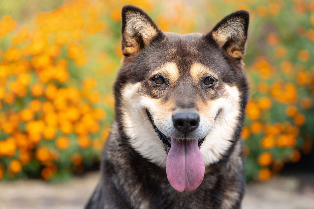 A smiling Korean Jindo dog