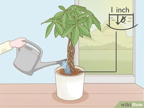 care for a money, watering money plants